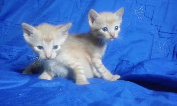 Gato ra a Vira-lata idade Abaixo de 2 meses nome Chronos e Loki