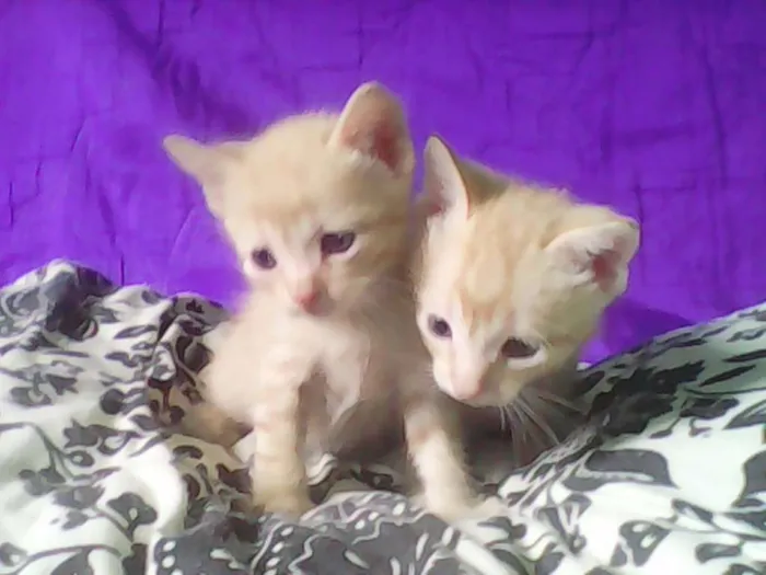 Gato ra a Vira-lata idade Abaixo de 2 meses nome Chronos e Loki
