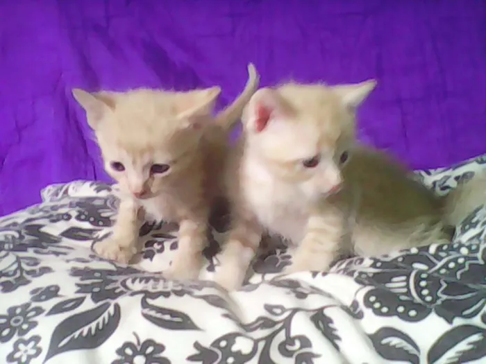 Gato ra a Vira-lata idade Abaixo de 2 meses nome Chronos e Loki