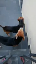 Babi