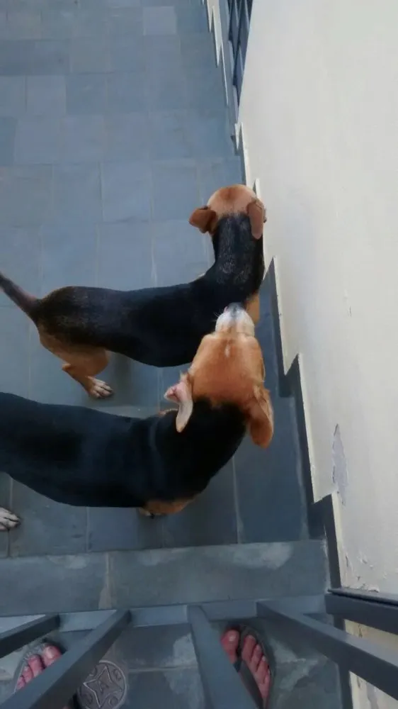 Cachorro ra a Vira-lata idade 5 anos nome Babi