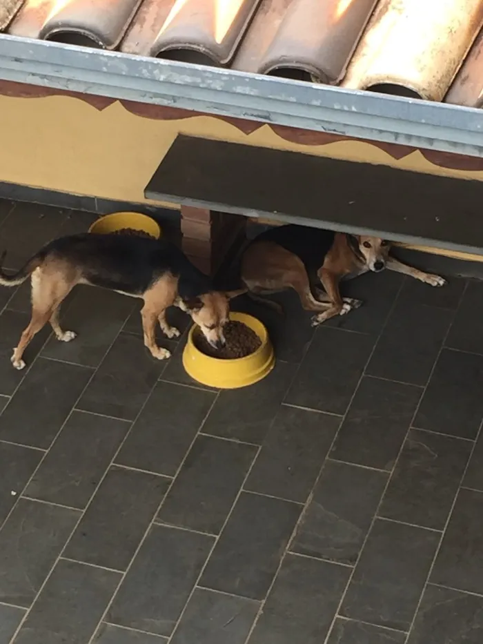 Cachorro ra a Vira-lata idade 5 anos nome Babi