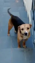 Babi e bianca