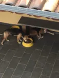 Babi e bianca