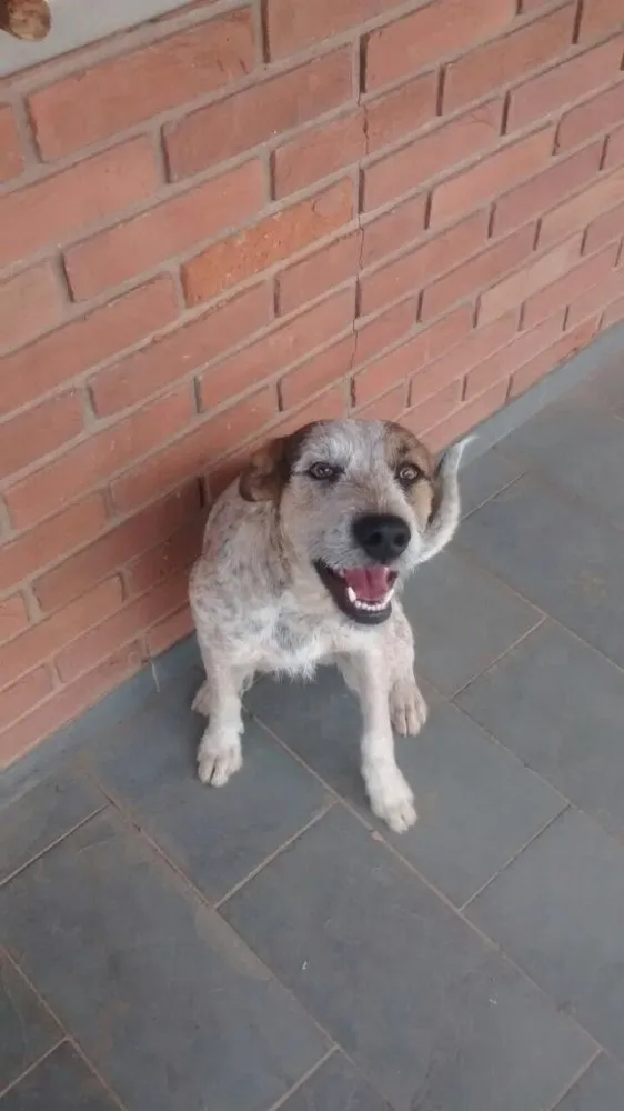 Cachorro ra a Vira-lata idade 2 anos nome Thor
