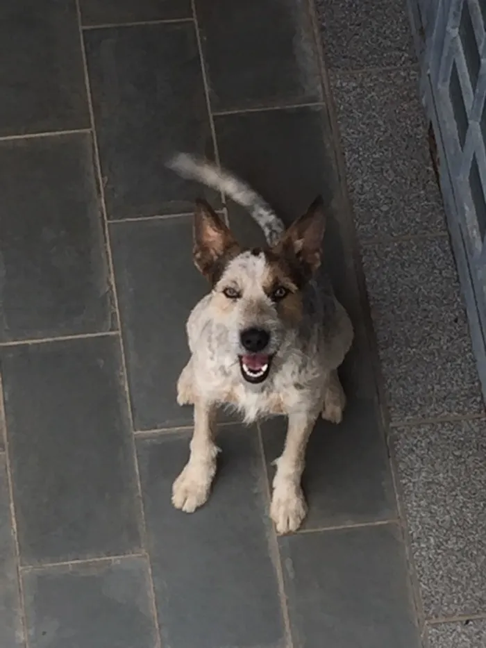 Cachorro ra a Vira-lata idade 2 anos nome Thor