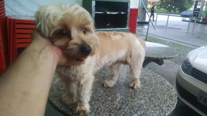 Cachorro ra a Desconhecido idade 1 ano nome Desconhecido