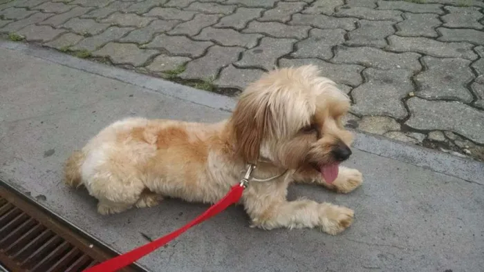 Cachorro ra a Desconhecido idade 1 ano nome Desconhecido