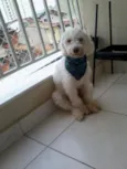 Apolo