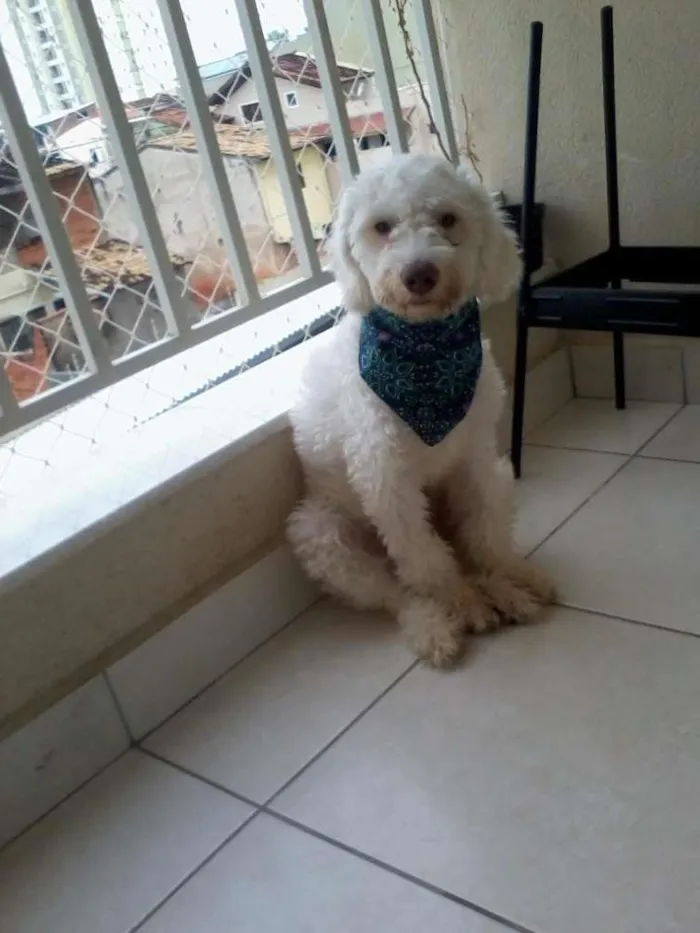 Cachorro ra a Poodle idade 7 a 11 meses nome Apolo