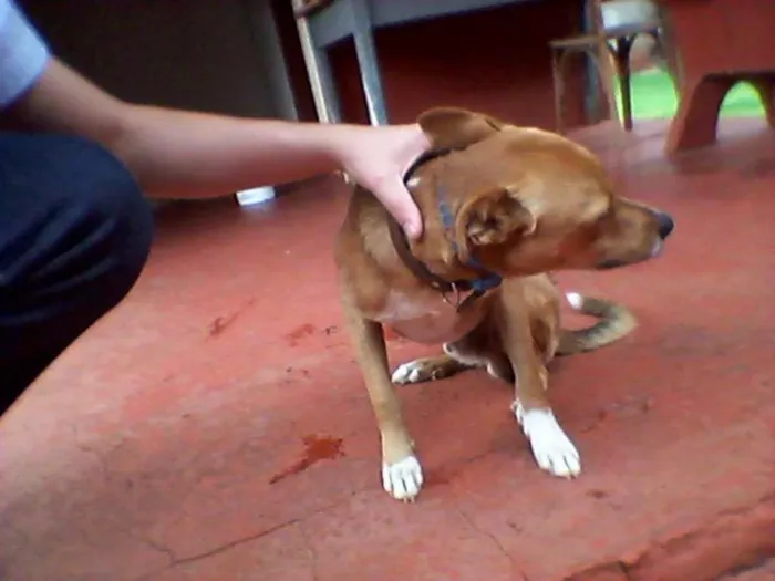 Cachorro ra a Vira lata idade 1 ano nome Fred