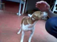 Feiosa