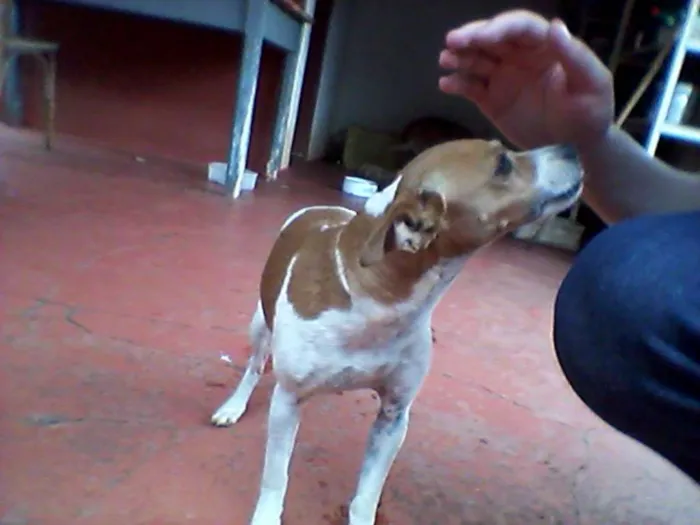 Cachorro ra a Vira lata idade 3 anos nome Feiosa