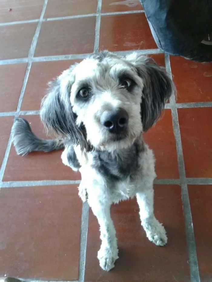 Cachorro ra a Schnoodle idade 7 a 11 meses nome Cristian