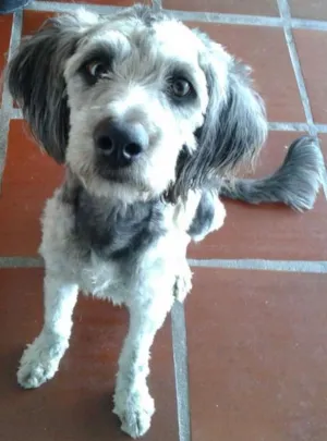 Cachorro raça Schnoodle idade 7 a 11 meses nome Cristian