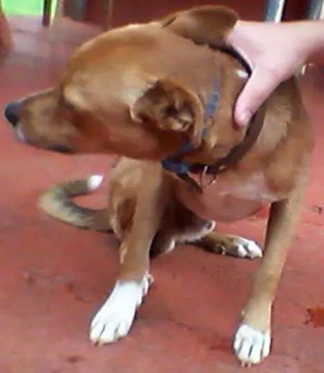 Cachorro ra a Vira lata idade 1 ano nome Fred