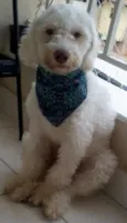 Apolo