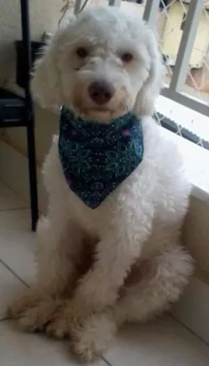 Cachorro raça Poodle idade 7 a 11 meses nome Apolo
