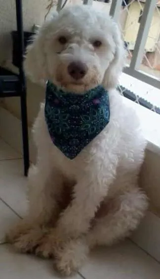 Cachorro ra a Poodle idade 7 a 11 meses nome Apolo