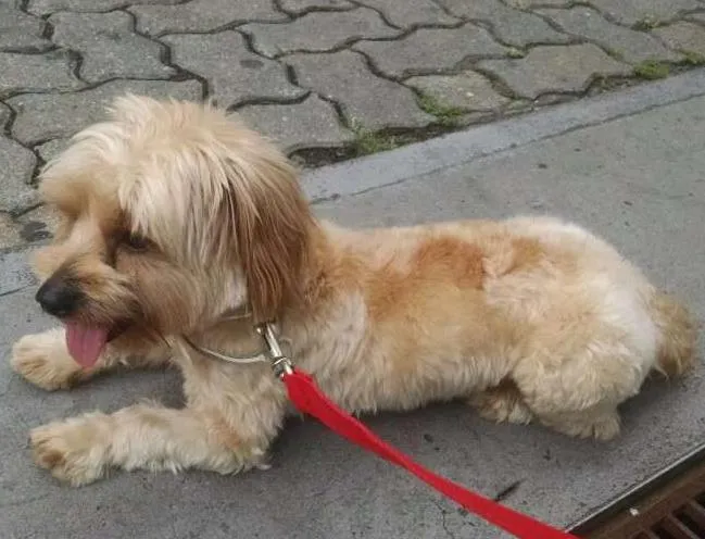 Cachorro ra a Desconhecido idade 1 ano nome Desconhecido