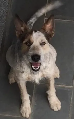 Cachorro raça Vira-lata idade 2 anos nome Thor