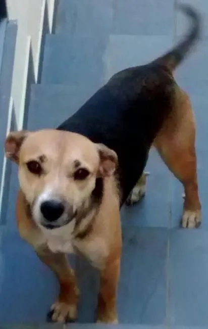 Cachorro ra a Vira-lata idade 5 anos nome Babi