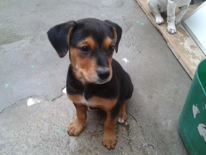 Cachorro raça vira lata idade 2 a 6 meses nome sem nome