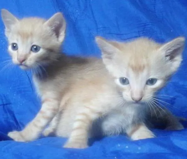 Gato ra a Vira-lata idade Abaixo de 2 meses nome Chronos e Loki