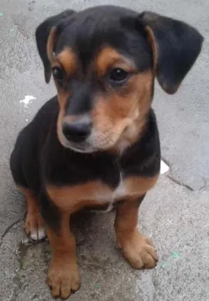 Cachorro raça vira lata idade 2 a 6 meses nome sem nome