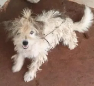 Cachorro raça vira lata idade 1 ano nome lila