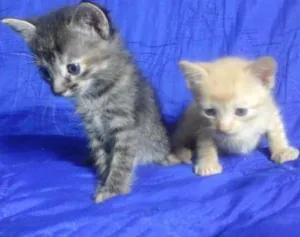 Gato raça Vira-lata idade Abaixo de 2 meses nome Yoshi e Amy