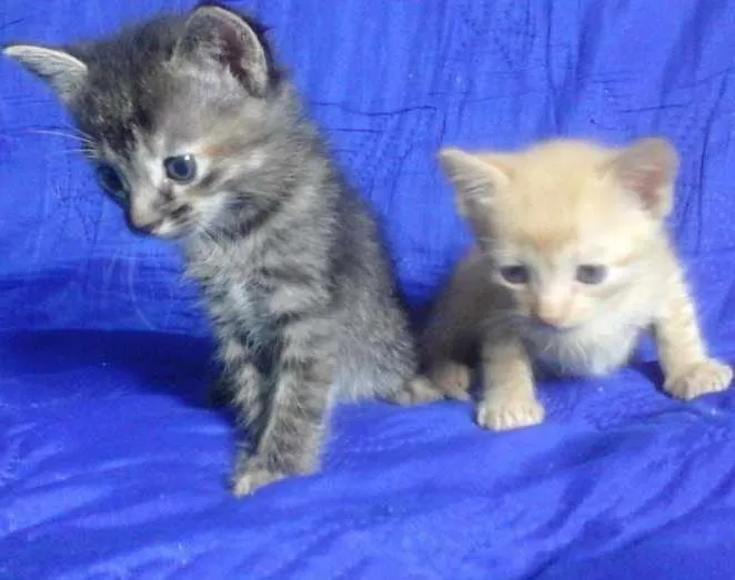 Gato ra a Vira-lata idade Abaixo de 2 meses nome Yoshi e Amy
