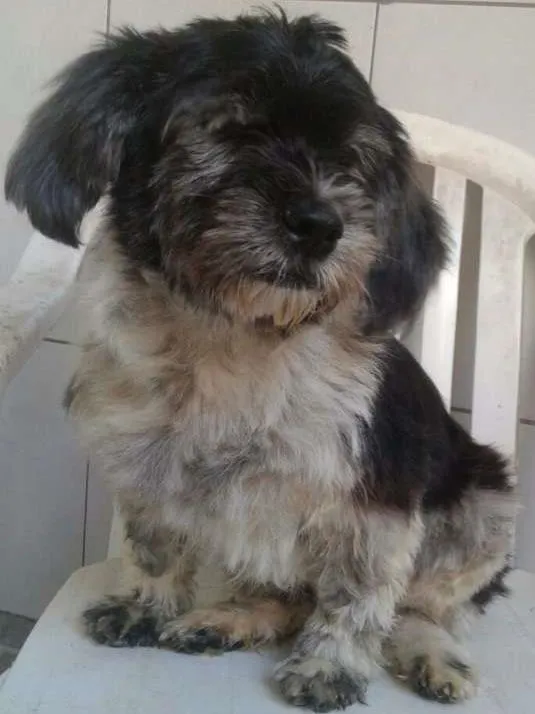Cachorro ra a lhasa-apso idade 2 anos nome milly
