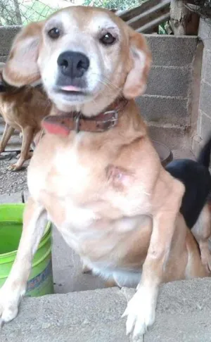Cachorro raça Labradora idade 5 anos nome Nita
