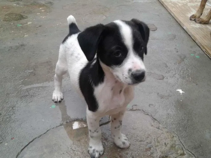 Cachorro raça vira lata idade 2 a 6 meses nome sem nome