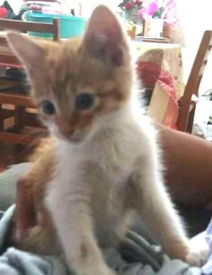 Gato raça vira lata idade 2 a 6 meses nome Sem Nome