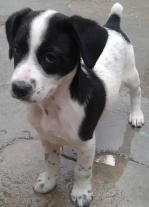 Cachorro raça vira lata idade 2 a 6 meses nome sem nome