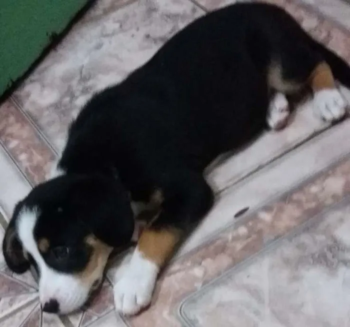 Cachorro ra a Misturado idade 2 a 6 meses nome Hope
