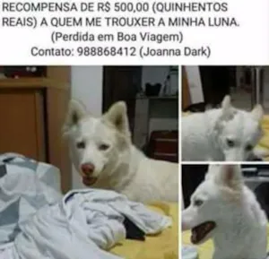 Cachorro raça Husky idade 3 anos nome Luna