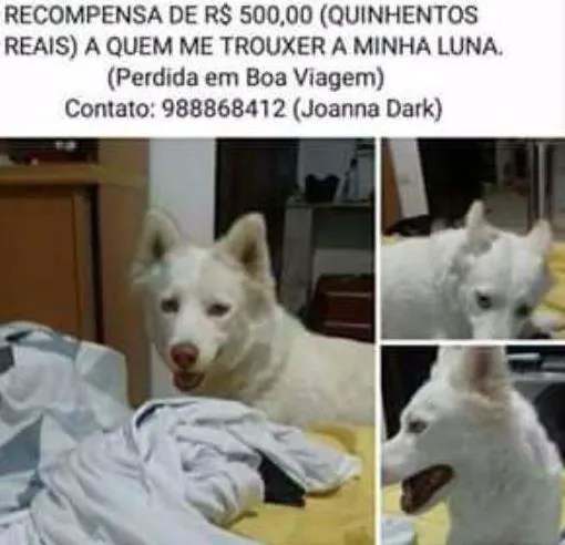 Cachorro ra a Husky idade 3 anos nome Luna