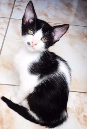 Gato raça vira-lata com siames idade 2 a 6 meses nome bela, lili e panda