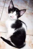 bela, lili e panda