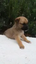 Panqueca