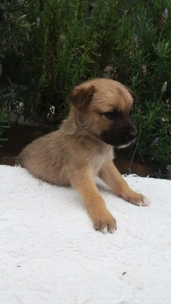 Cachorro ra a Sem Raça Definida idade Abaixo de 2 meses nome Panqueca