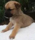 Panqueca