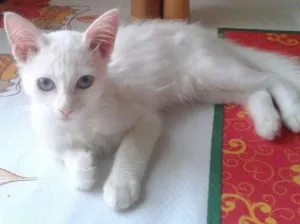 Gato raça Srd idade 2 a 6 meses nome Cristal 