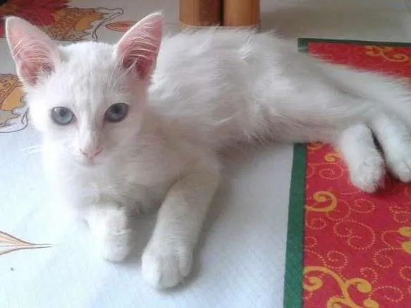 Gato ra a Srd idade 2 a 6 meses nome Cristal 