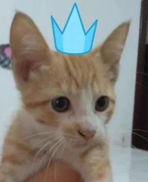 Gato raça Srd idade 2 a 6 meses nome Pringles 