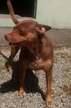 Cachorro raça  idade 2 anos nome Penny