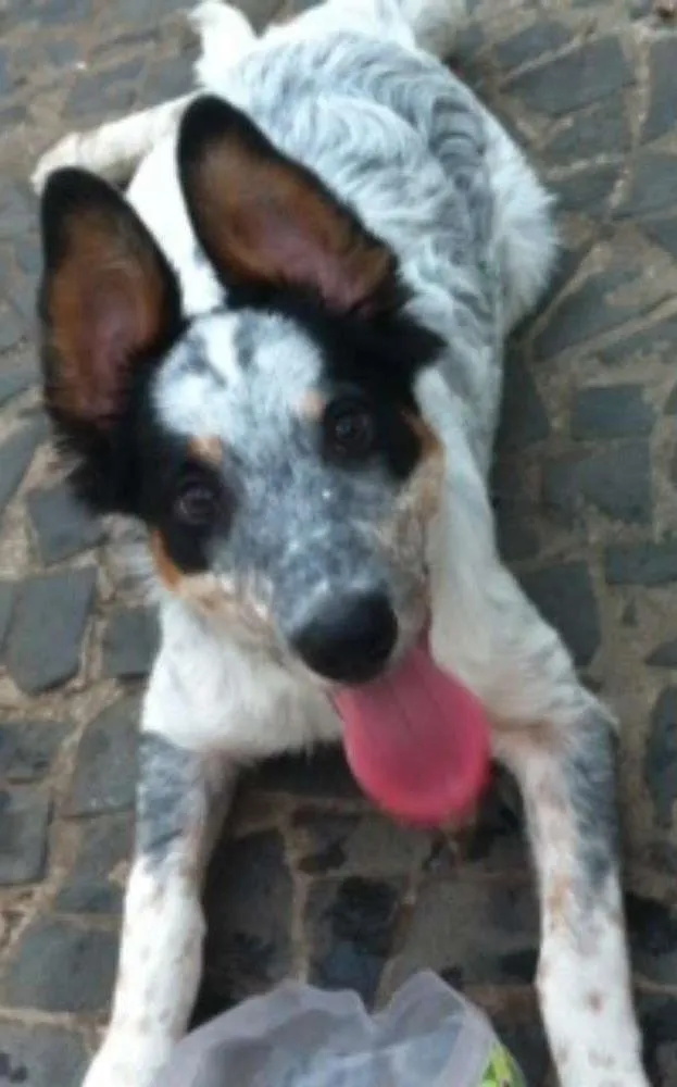 Cachorro ra a Border Collie idade 5 anos nome Jimmy